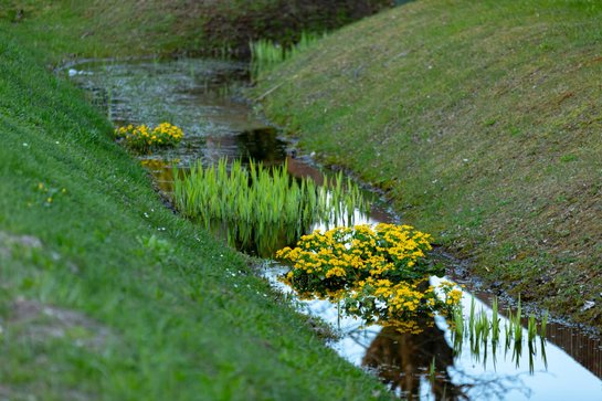 Een wadi is een kunstmatige glooiing waarin het regenwater kan infiltreren in de bodem of vertraagd kan worden afgevoerd